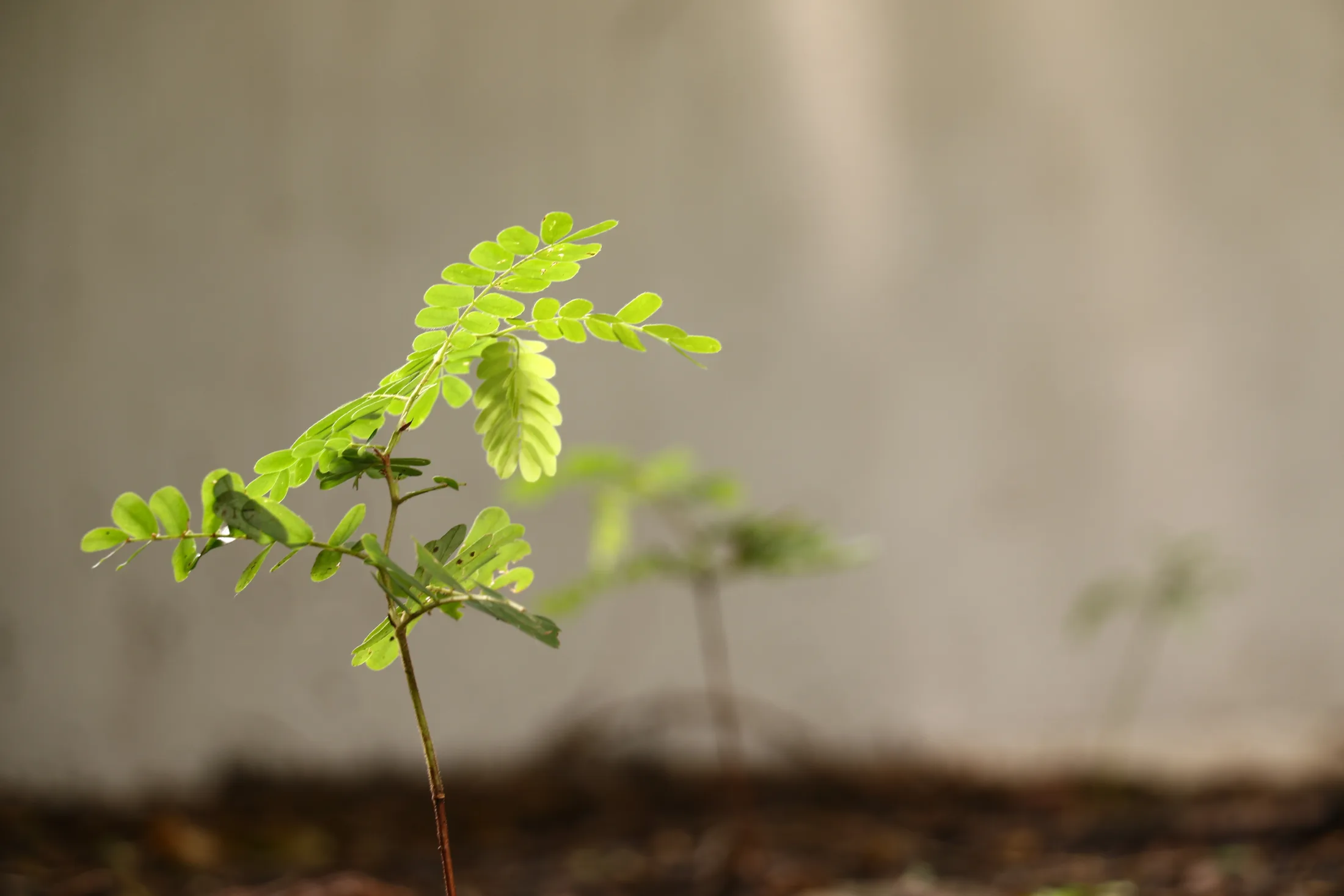 A tamarind sapling taking root